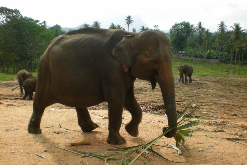 Sri Lanka, Pinnawela Elephant Orphanage